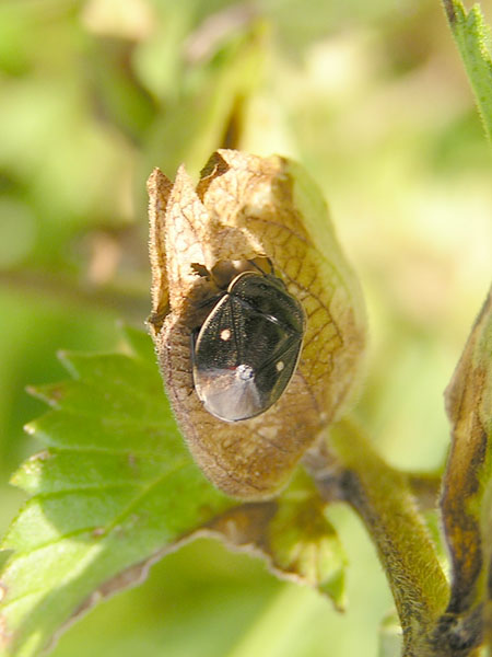 Eterotteri: Adomerus e Pentatoma